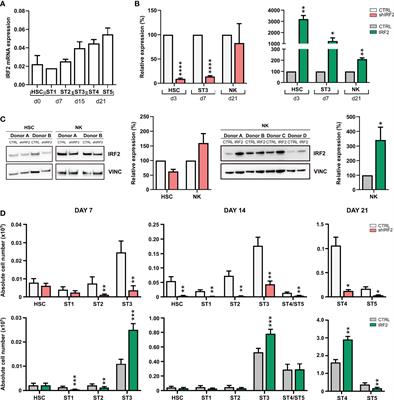 IRF2 is required for development and functional maturation of human NK cells
